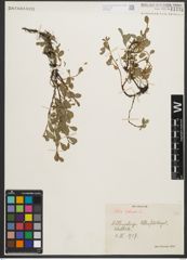 Foto von Salix retusa L.